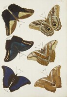 16253
<br/>
De uitlandsche dag- en nagt-kapellen : voorkomende in de drie waereld-deelen Asia, Africa en America : in eene sijstematische rangschikkinge gebragt.
<br/>
<em></em>